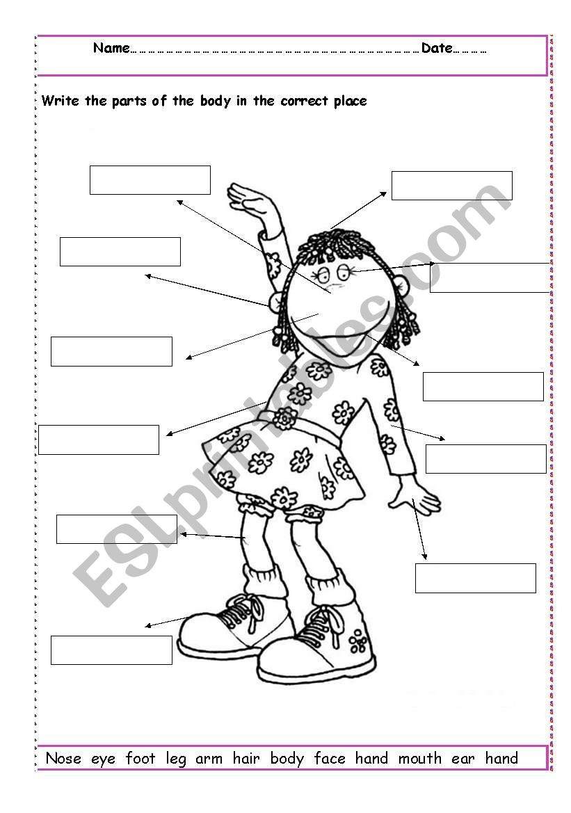 Label the parts of the body worksheet