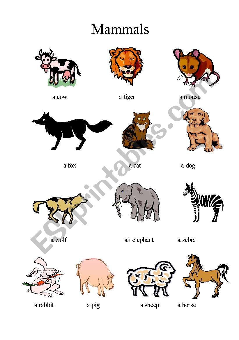Animal clasification worksheet