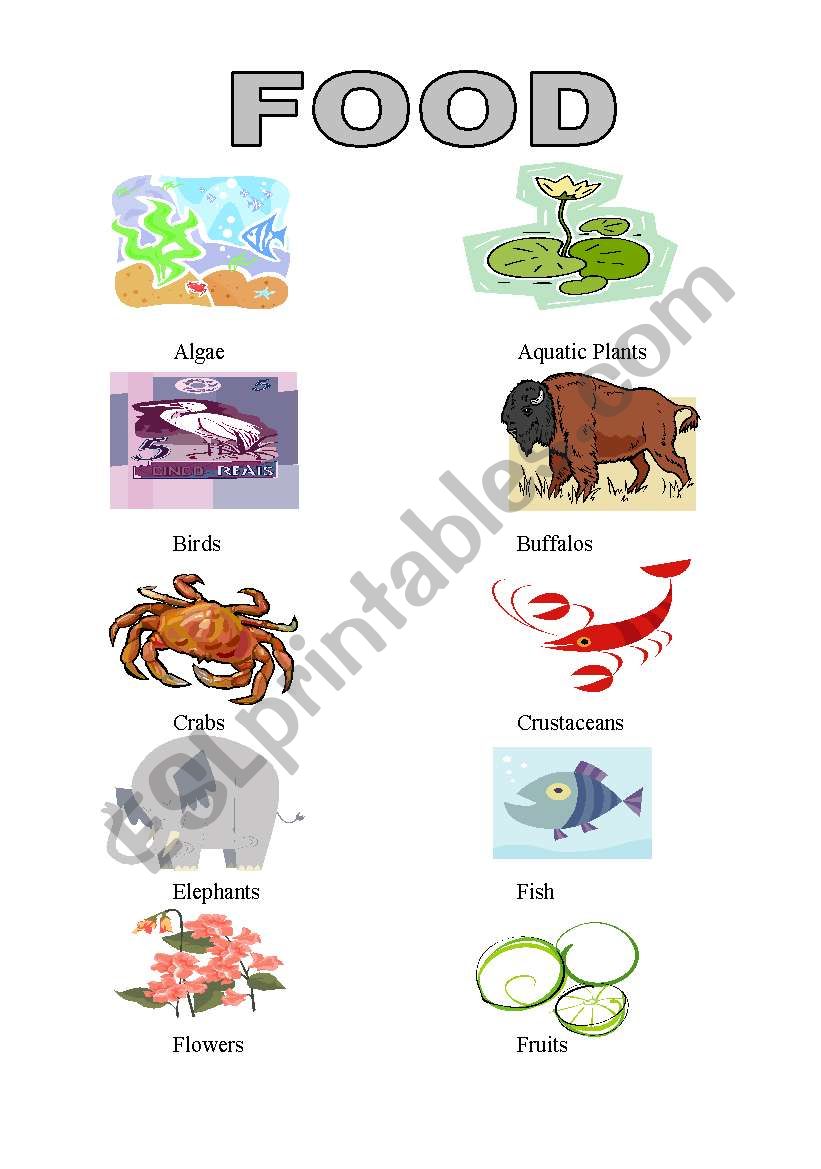 Animal Album food 1 worksheet