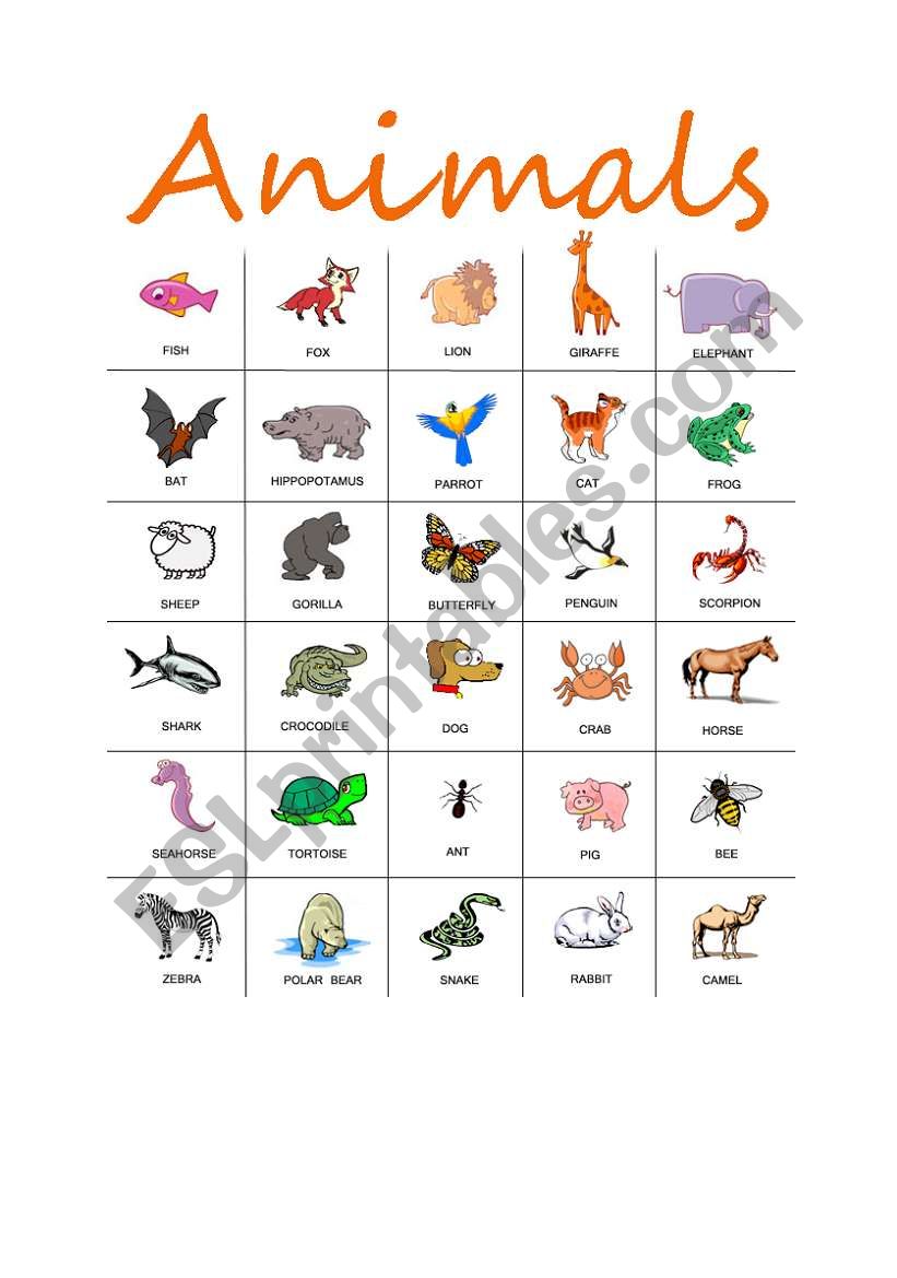 Animal Collection worksheet