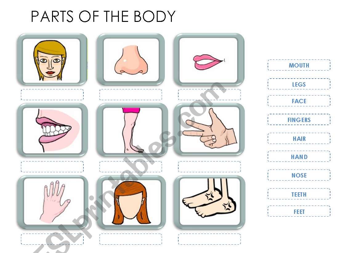 Parts of the body worksheet