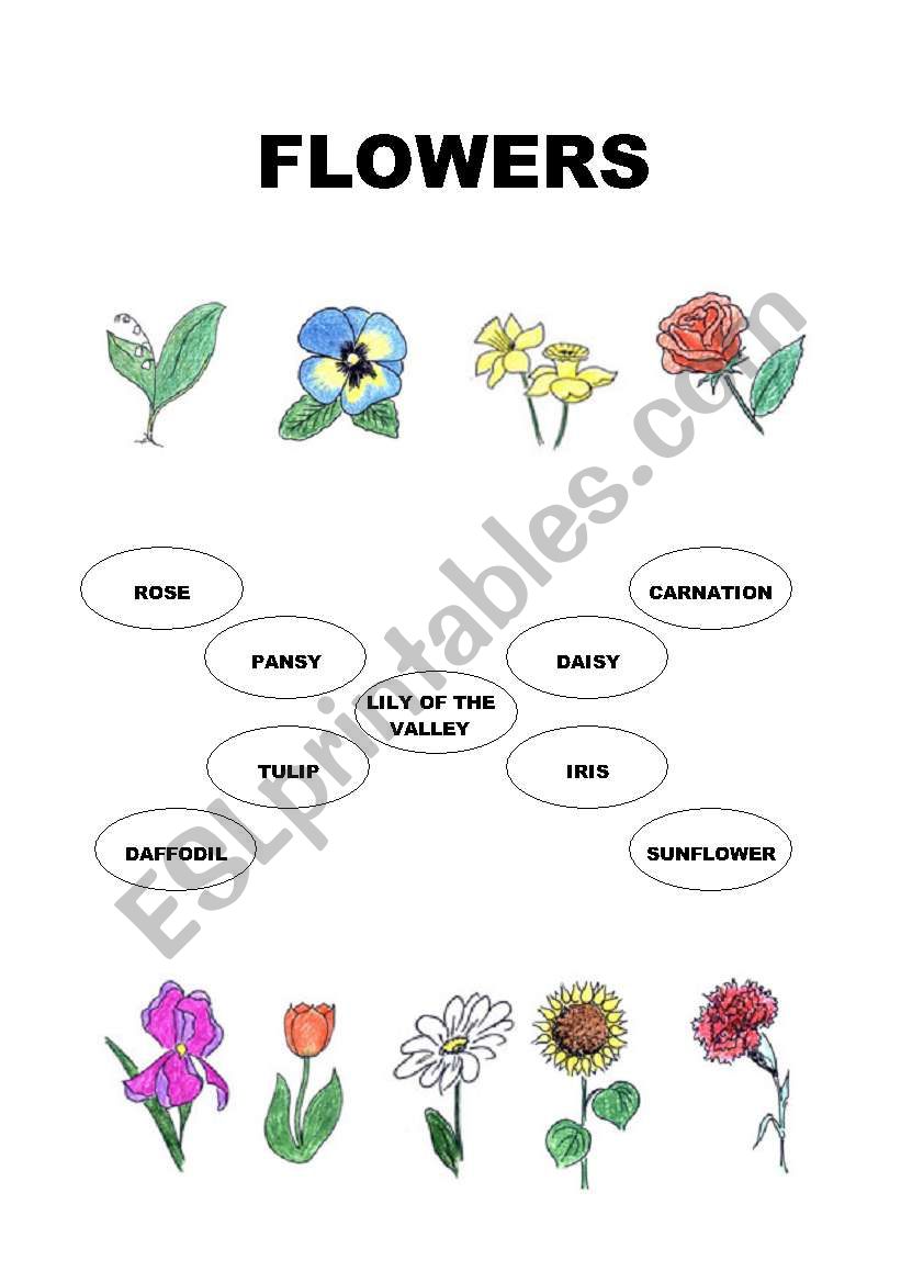 Flowers worksheet