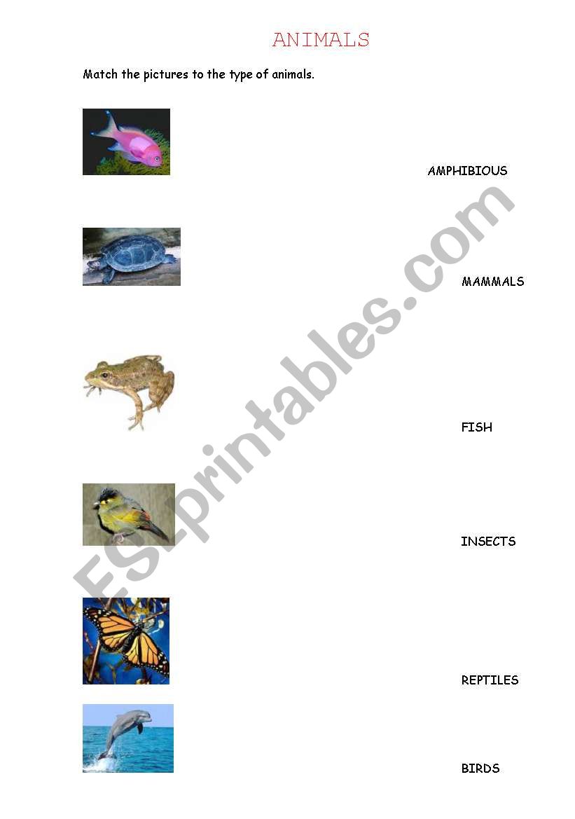 TYPES OF ANIMALS worksheet