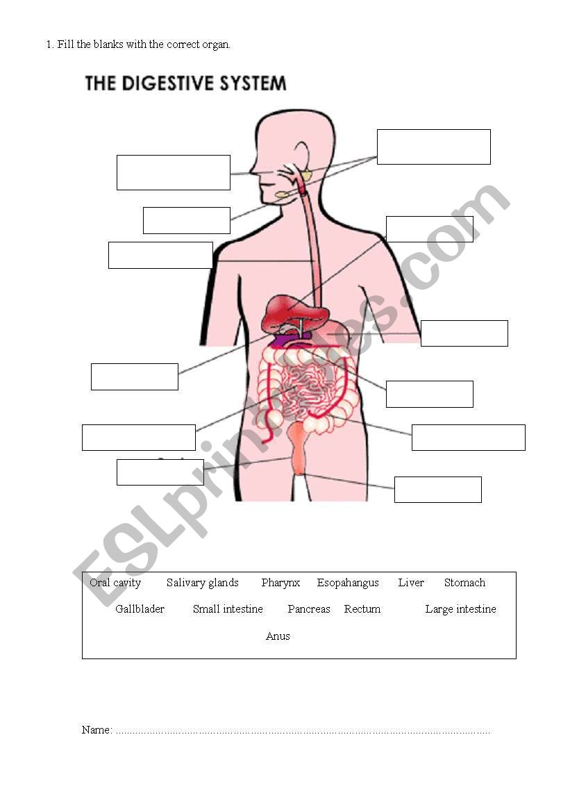 digestive-system-esl-worksheet-by-anamt