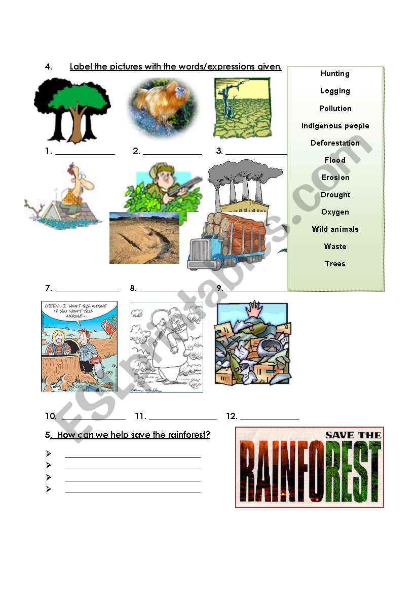 Rainforest worksheet