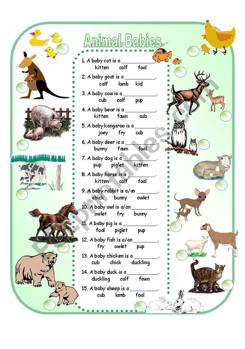 Animal Babies - ESL worksheet by Anna P