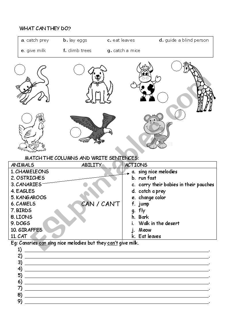 what can they do? worksheet