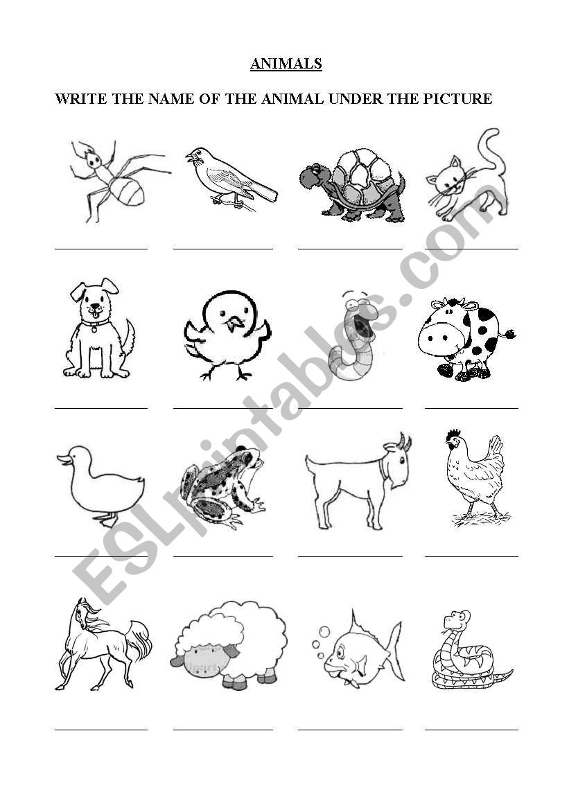 Animals worksheet