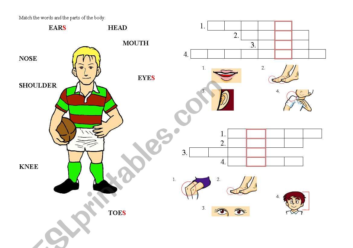 parts of body worksheet