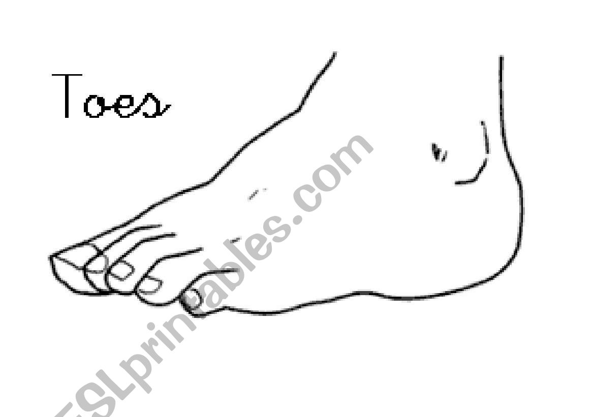 Toes worksheet