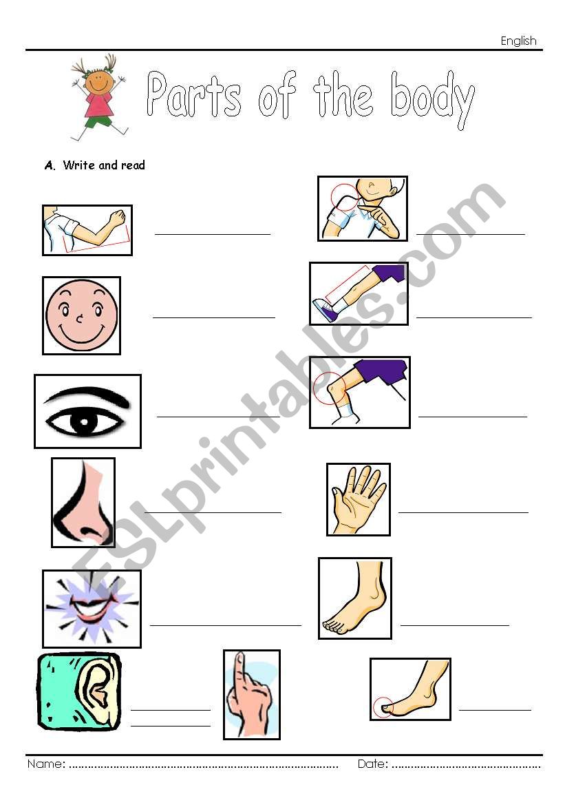 Body worksheet