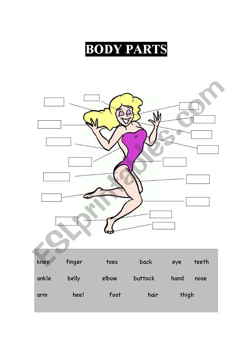 Body parts  worksheet