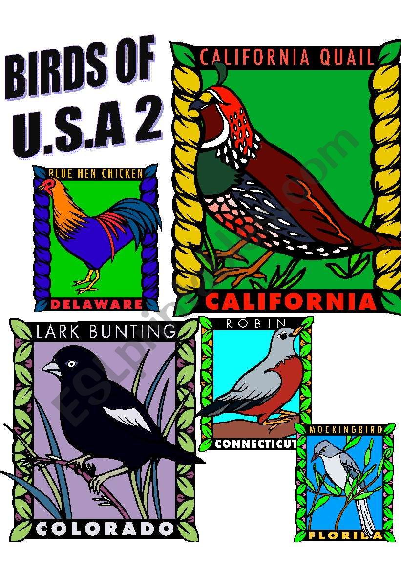 BIRDS OF U.S.A. TWO. worksheet