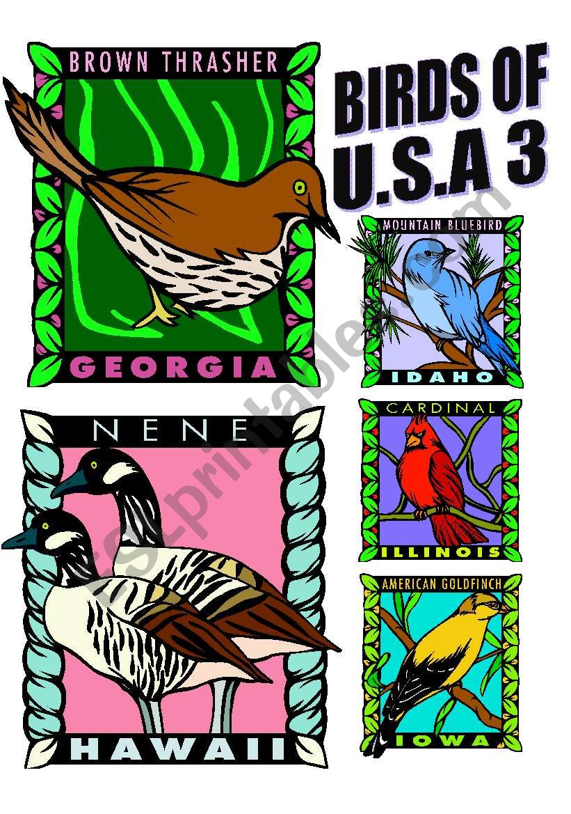 BIRDS OF U.S.A. THREE. worksheet