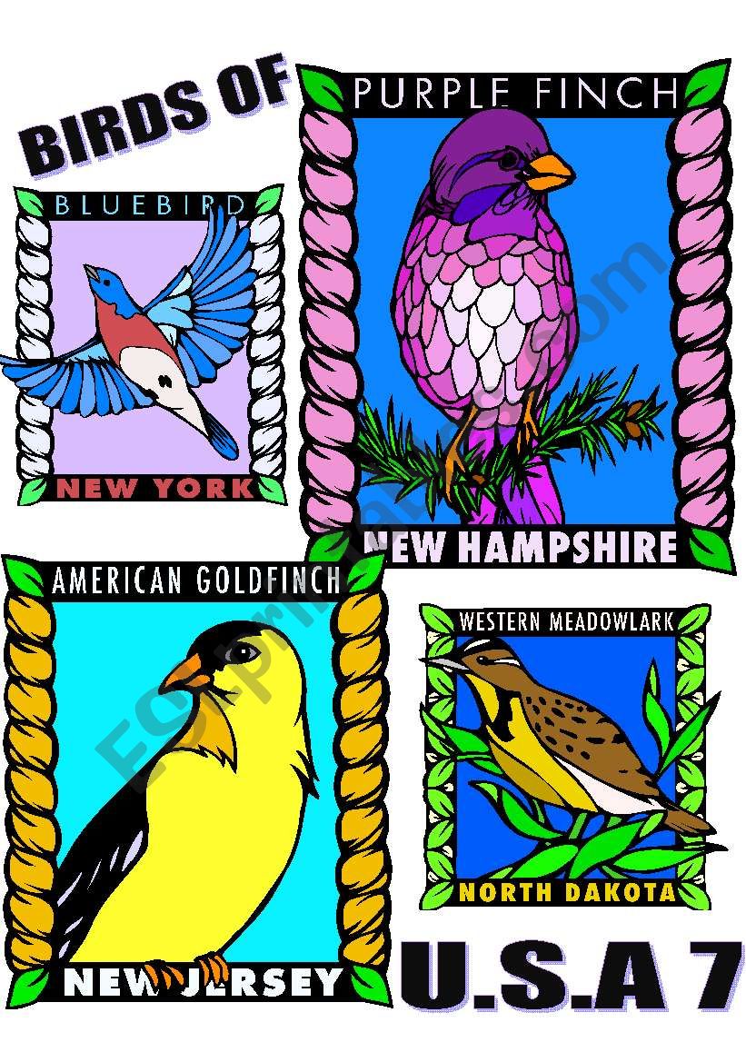 BIRDS OF U.S.A. SEVEN. worksheet
