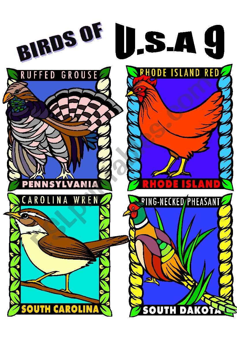 BIRDS OF U.S.A. NINE. worksheet