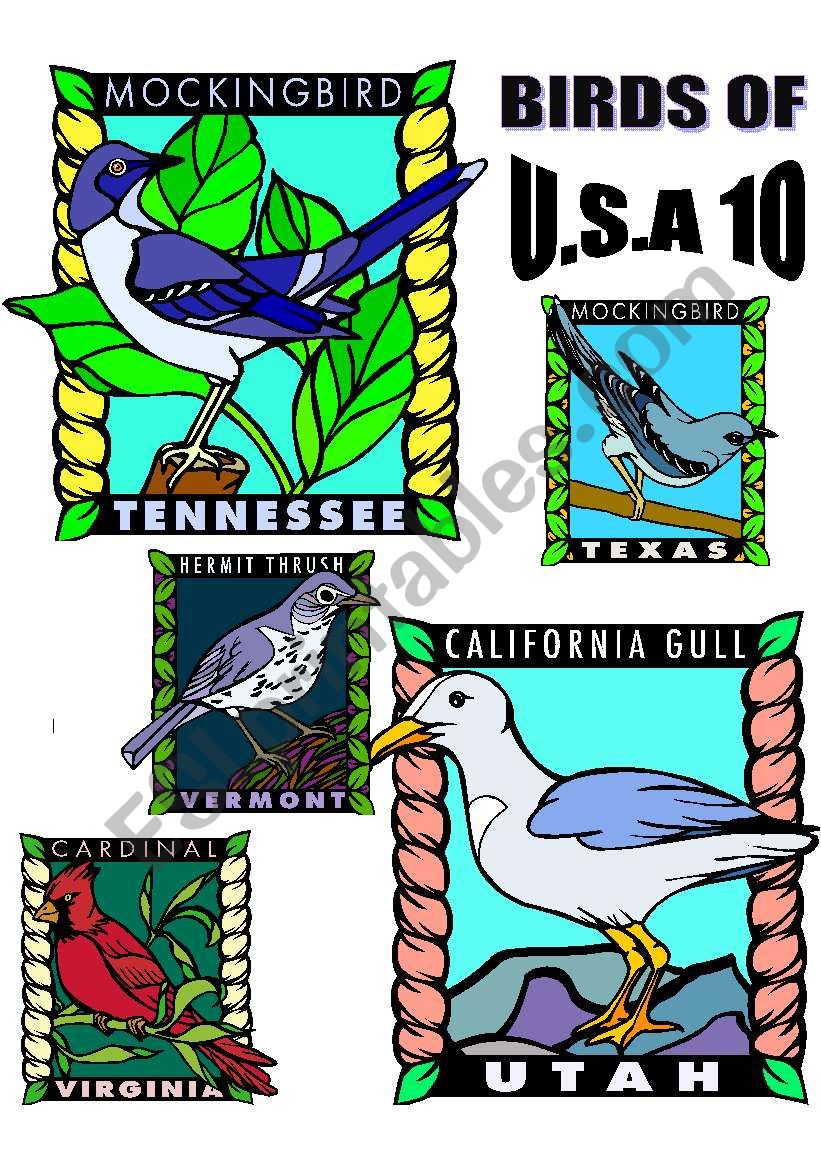 BIRDS OF U.S.A. TEN. worksheet