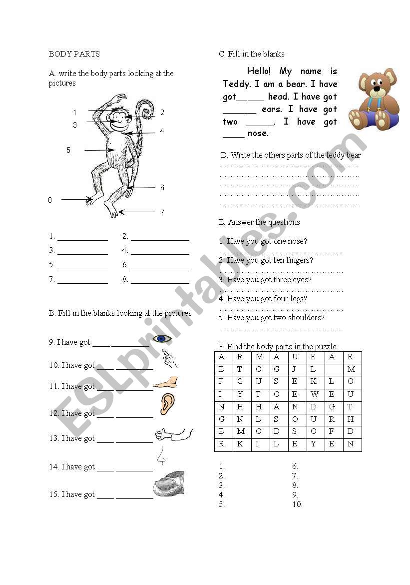 body parts  worksheet