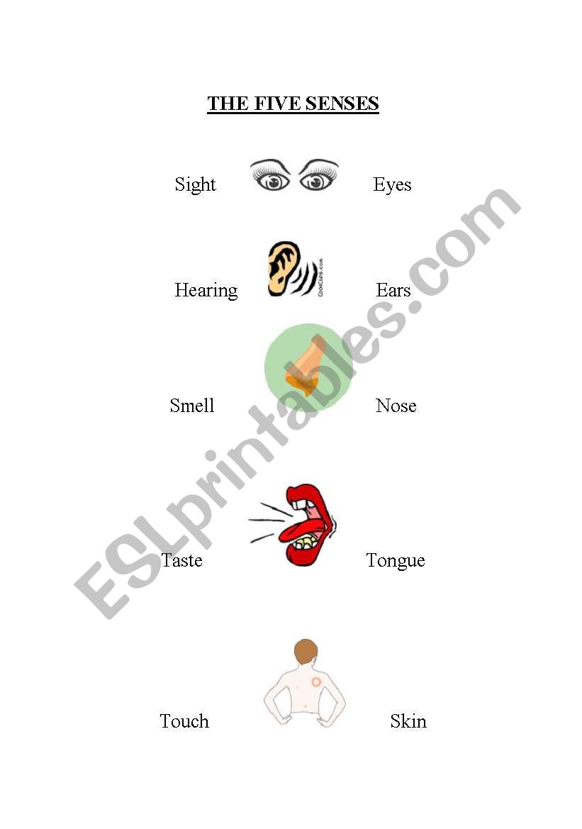 The Five Senses worksheet