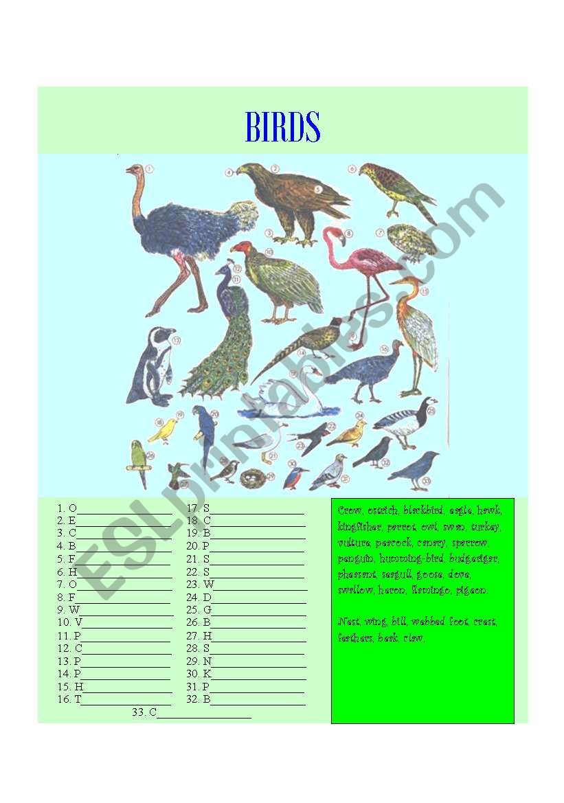 25 most common BIRDS worksheet