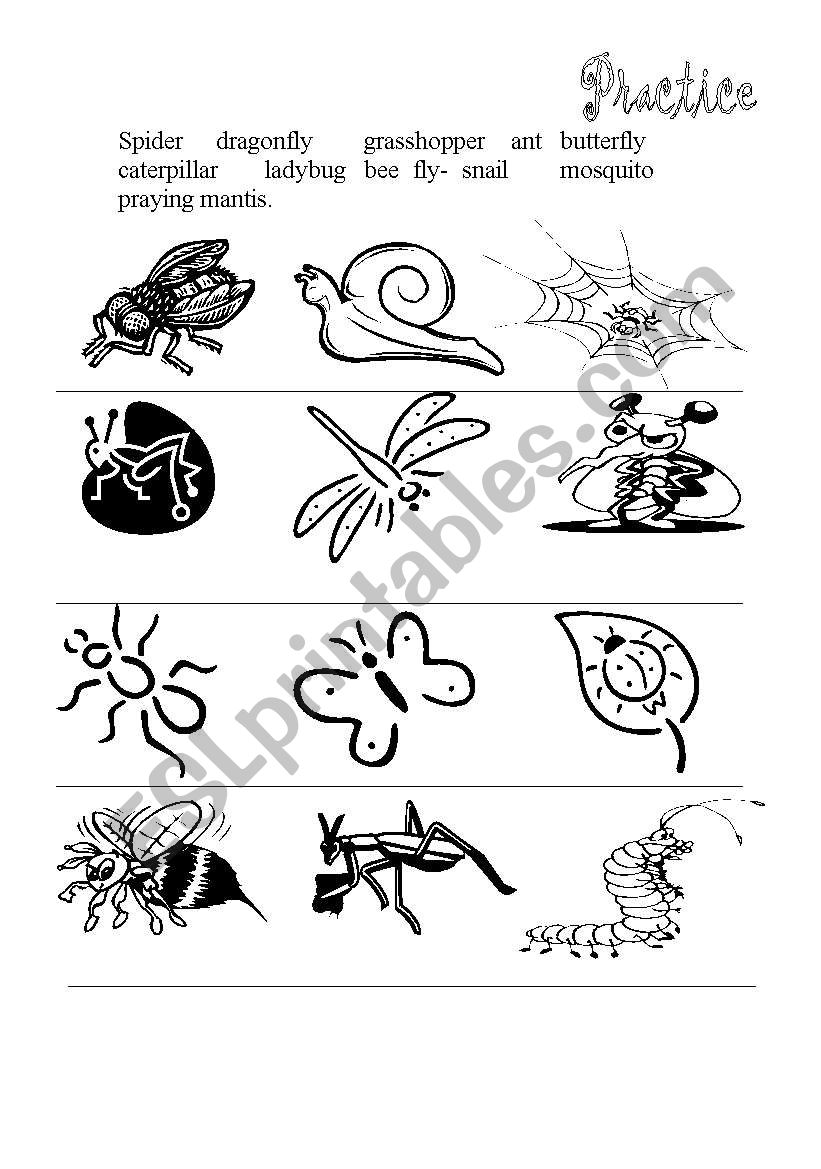 Insects practice worksheet
