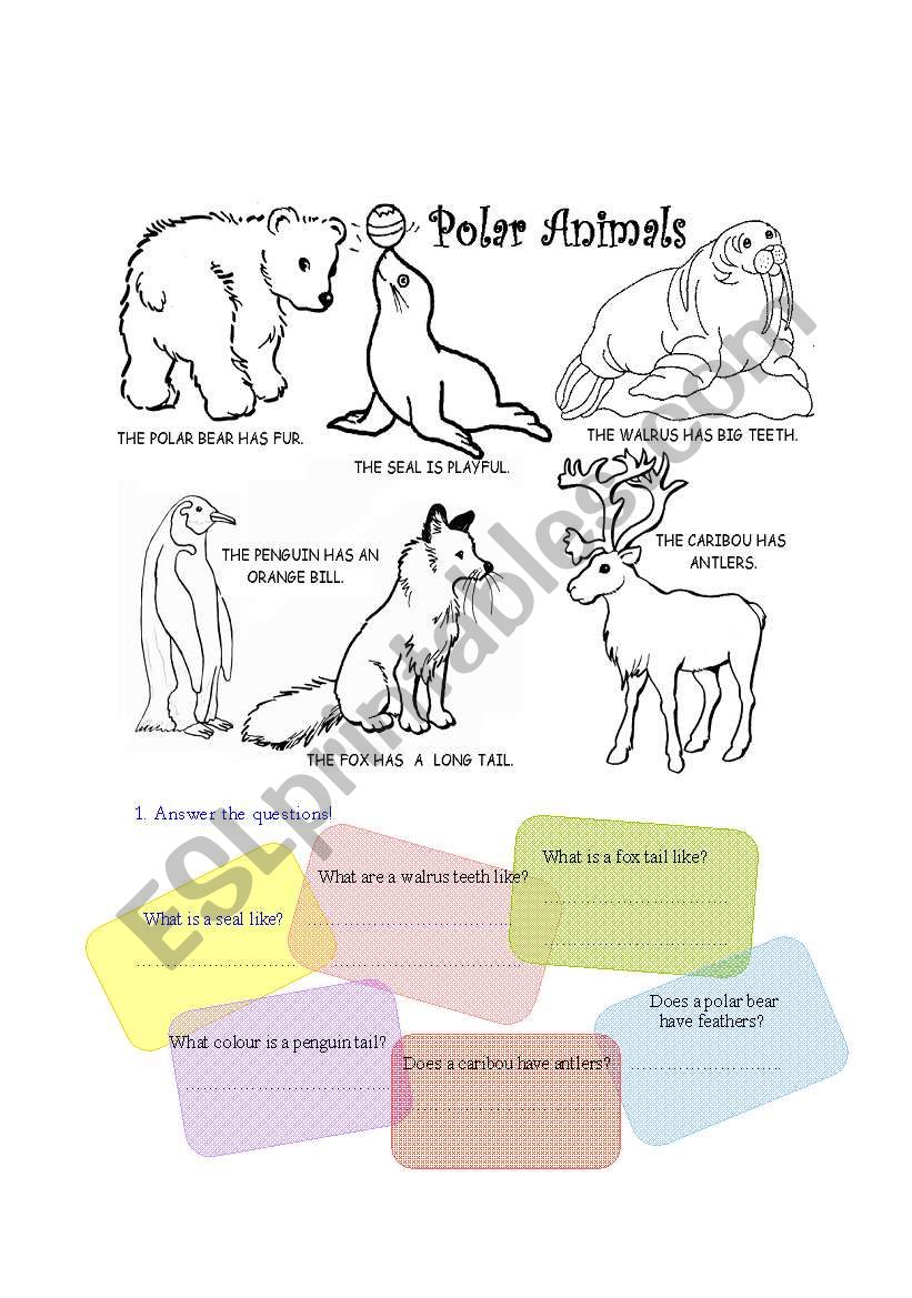 polar animals worksheet