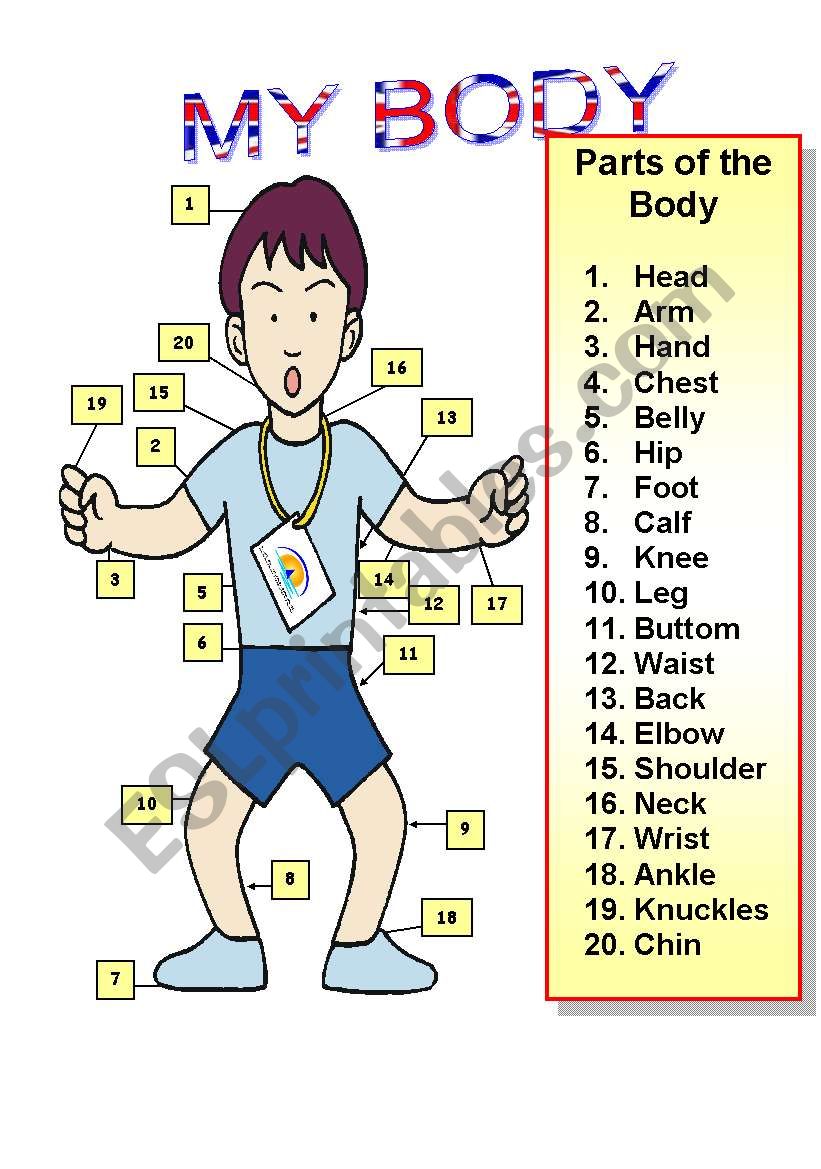 my body worksheet