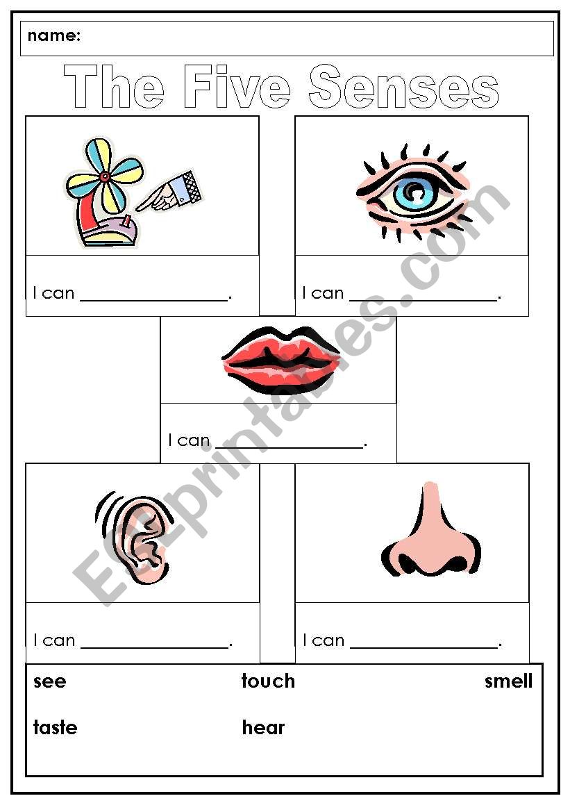 The senses worksheet