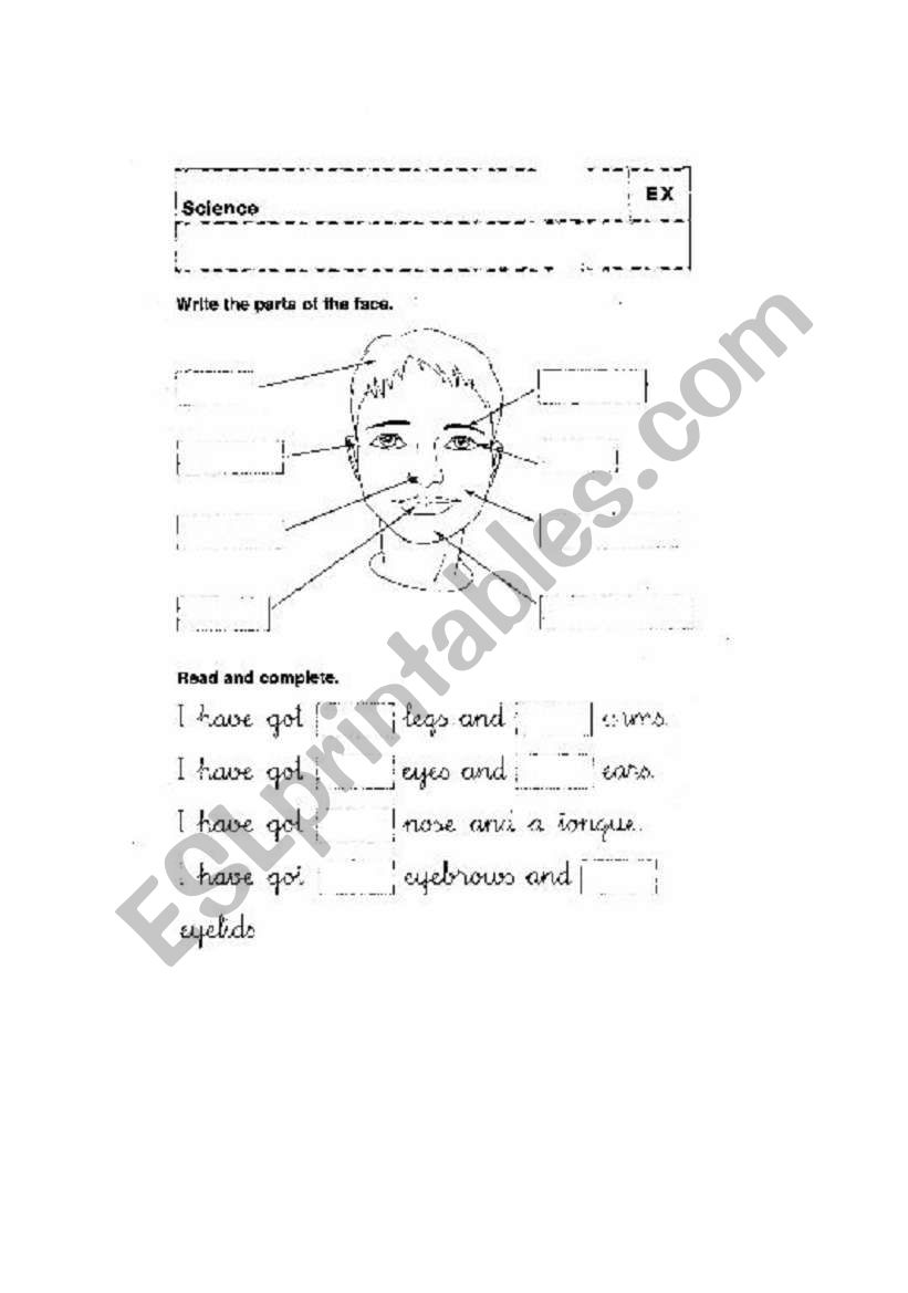 PARTS OF THE FACE worksheet