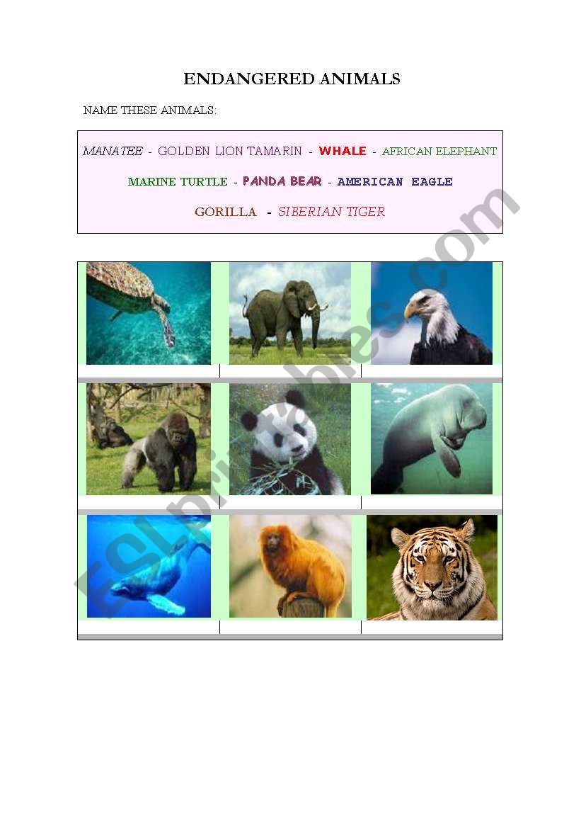 Endangered animals  worksheet