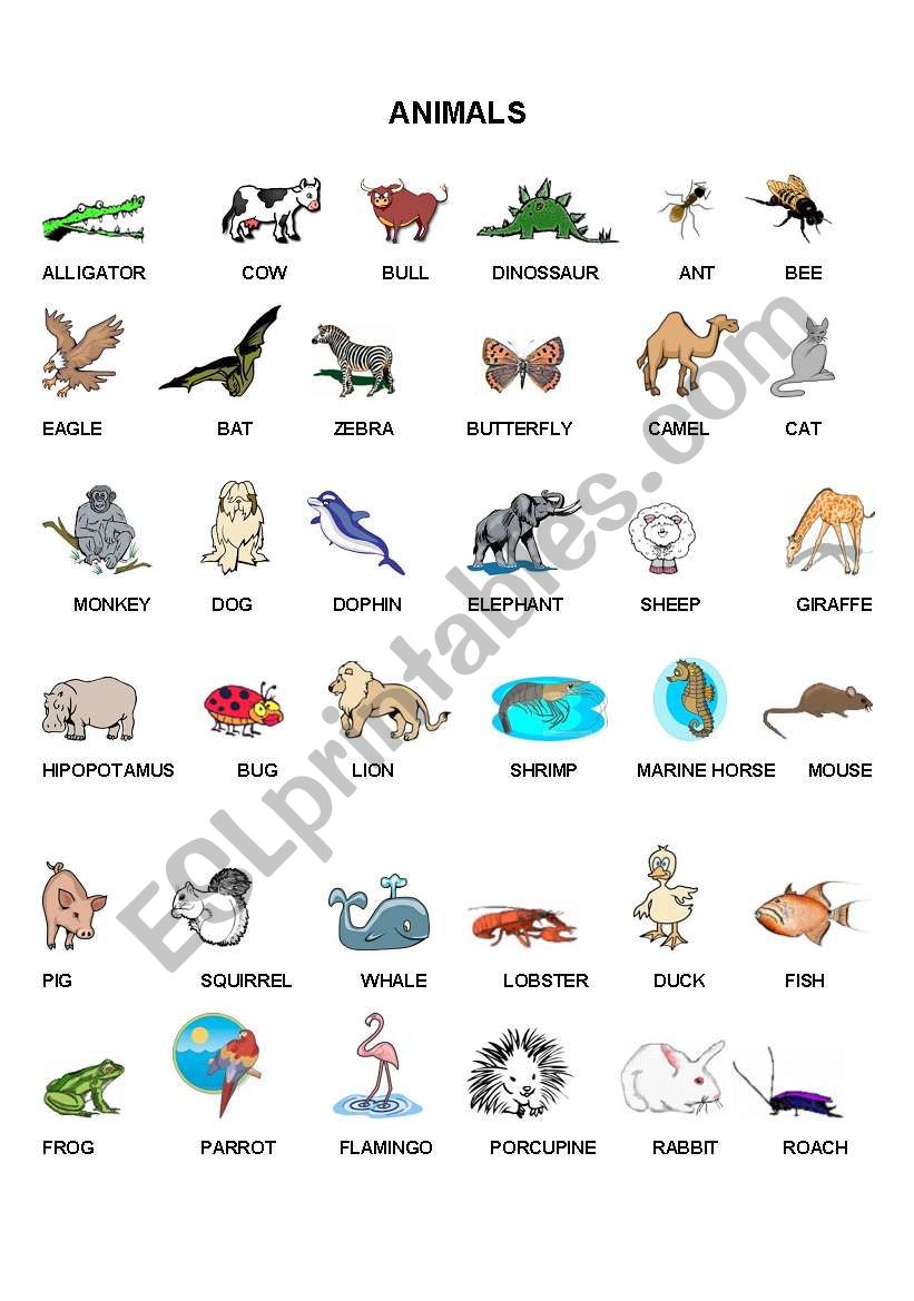 ANIMALS worksheet