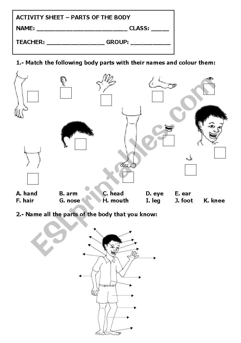 Body parts worksheet