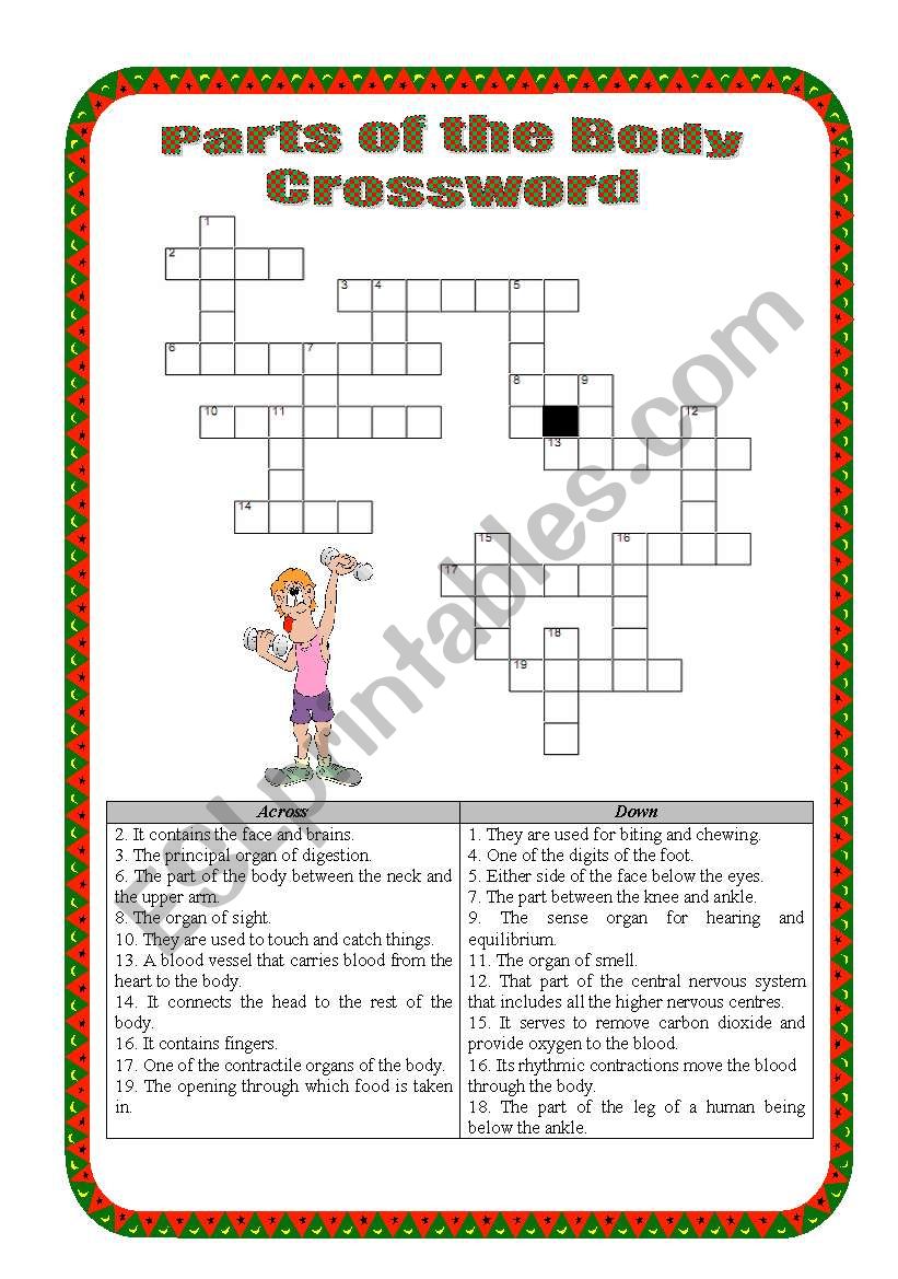 Parts of the body Crossword - intermediate 