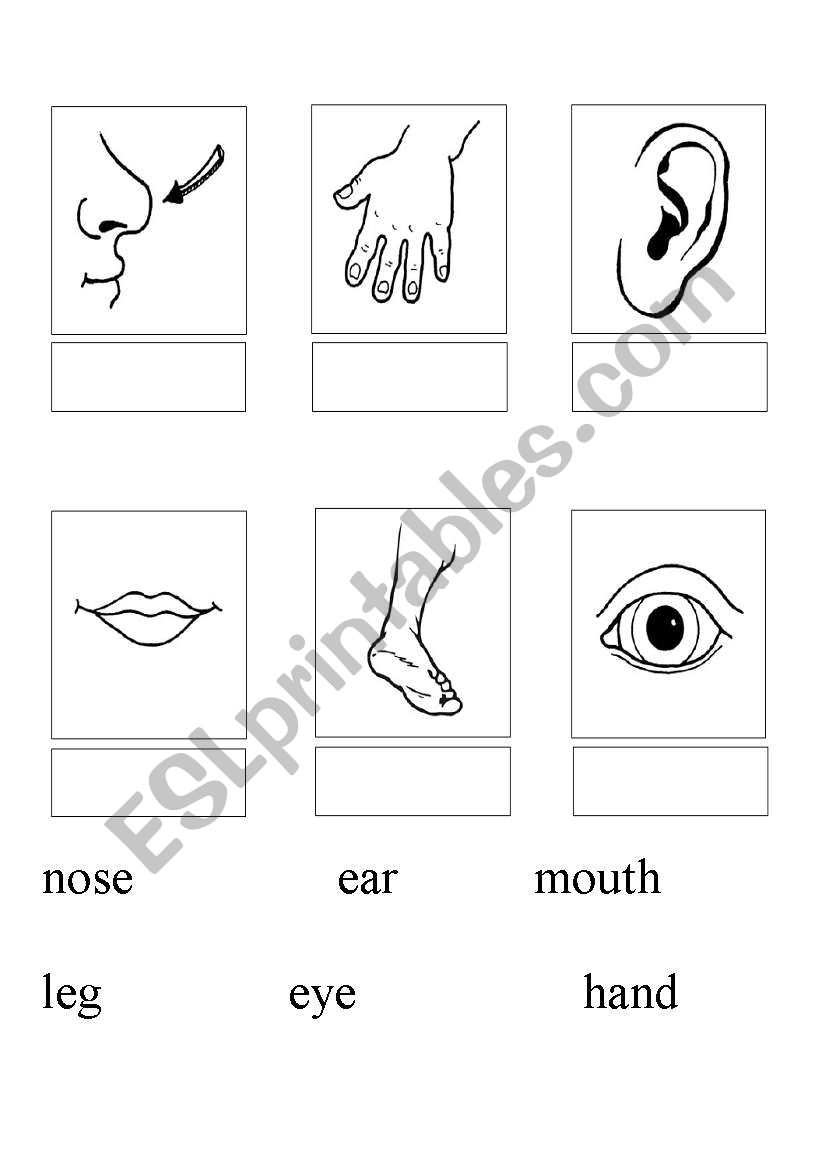 Parts of body worksheet