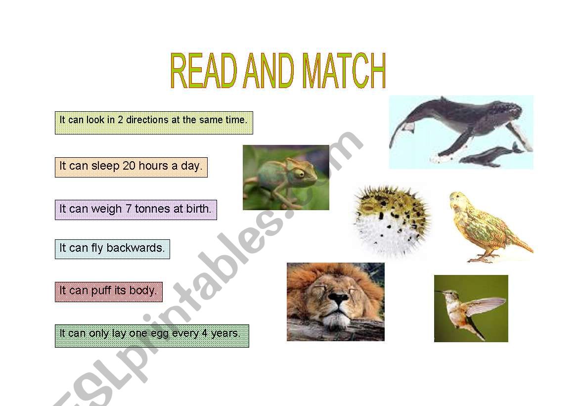 AMAZING ANIMALS worksheet