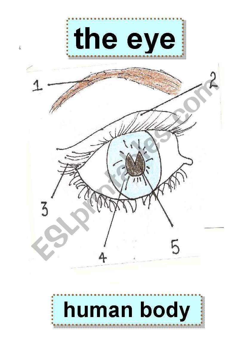  EYE - BODY PARTS - HUMAN BODY - eyebrow,eyelid,eyelashes,iris,pupil