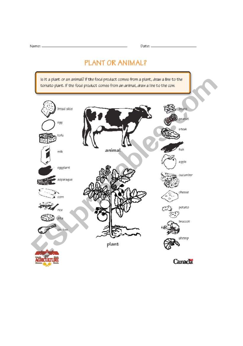 farm animals worksheet