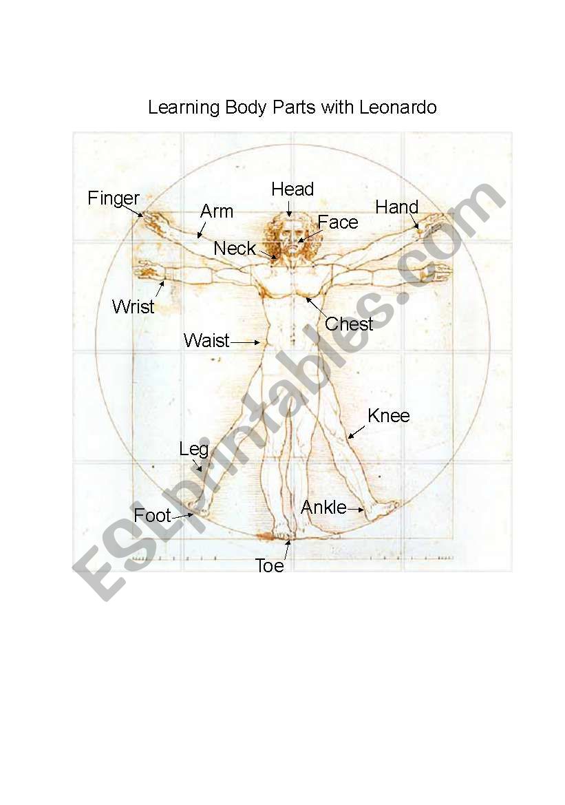 Body Parts worksheet