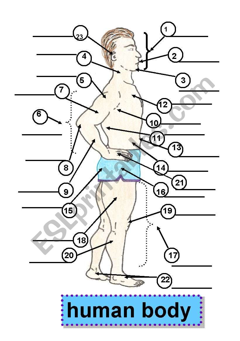 HUMAN BODY -BODY PARTS - PARTS OF THE BODY - 1 face,5 shoulder,9 forearm,13  waist