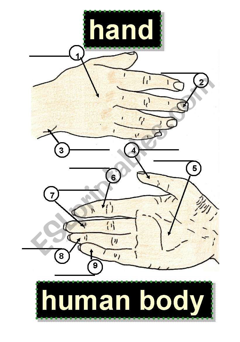HAND - BODY PARTS - HUMAN BODY - 1 knuckle,5 palm,9 little finger,2 fingernail,6 index finger,3 wrist,7 middle finger,4 thumb,8 ring finger