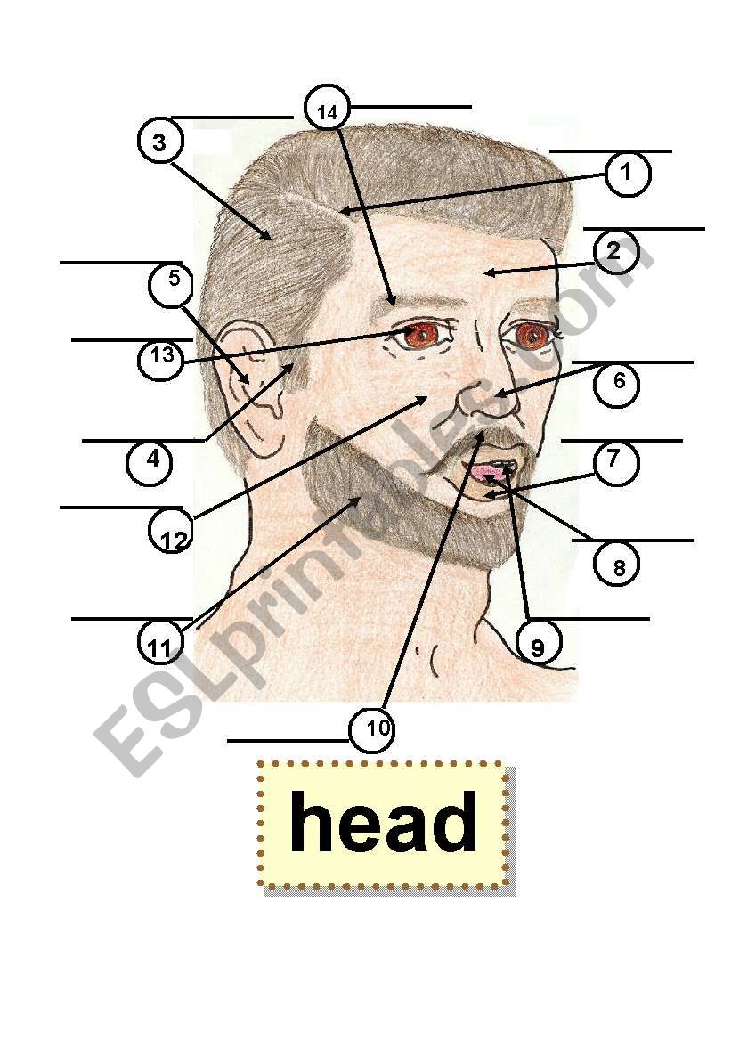 HEAD - BODY PARTS - HUMAN BODY - Flashcard - 1 part,5 ear,9 tooth,2 forehead,6 nose,10 mustache,3 hair,7 lip,11 beard,4 sideburn,8 tongue,12 cheek,13 eye,14 eyebrow