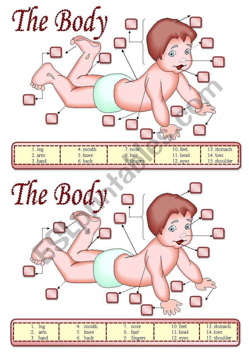 The body worksheet