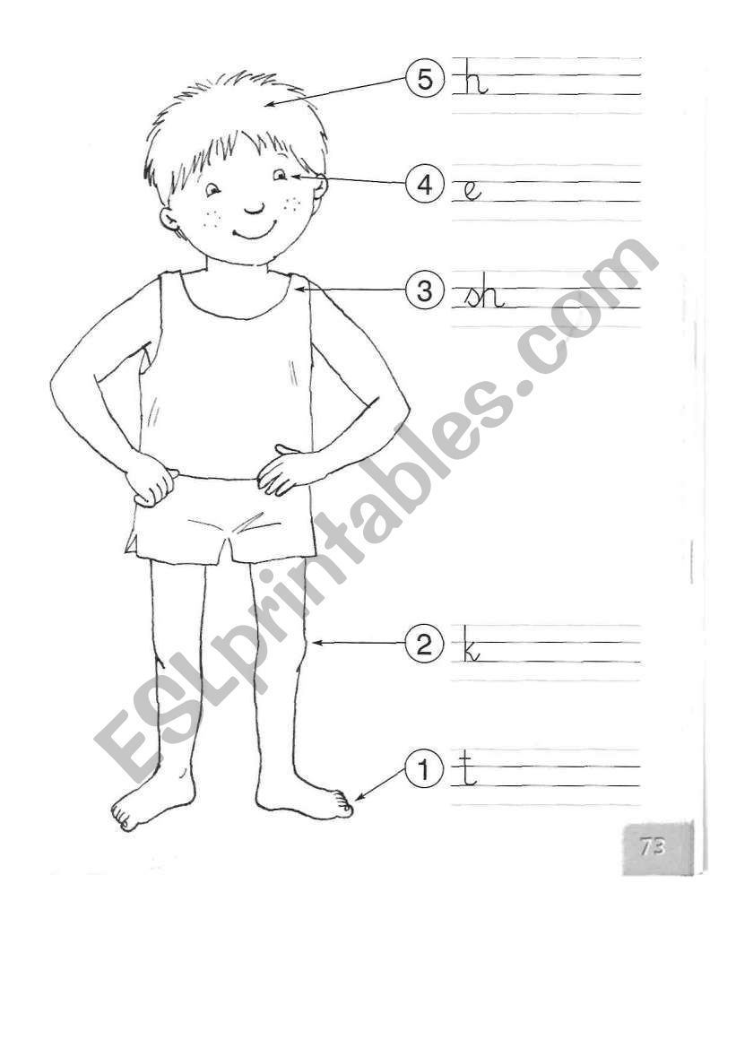 Parts of the body worksheet