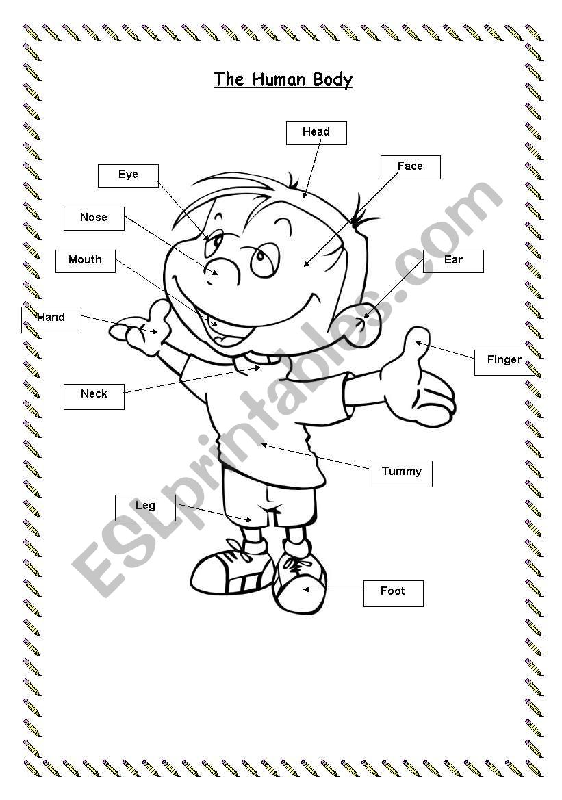 Parts of the body (flashcard & worksheet)