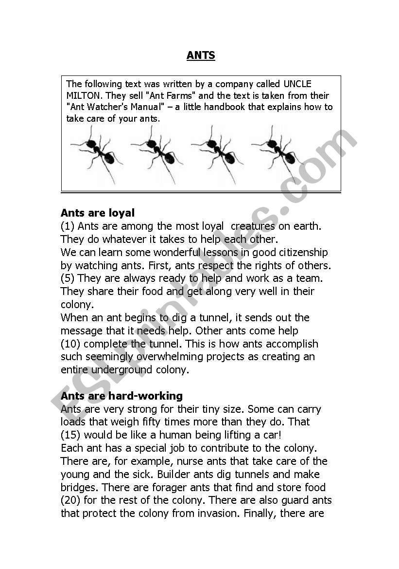 Ants Unseen and Vocabulary worksheet