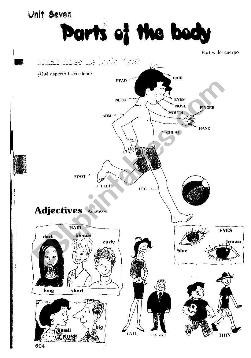 parts of the body worksheet