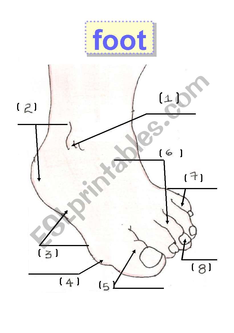 Foot - body parts - feet, flashcard - human body, 1 ankle,3 instep,5 big toe,7little toe,2 heel,4 ball,6 toe,8 toe nail