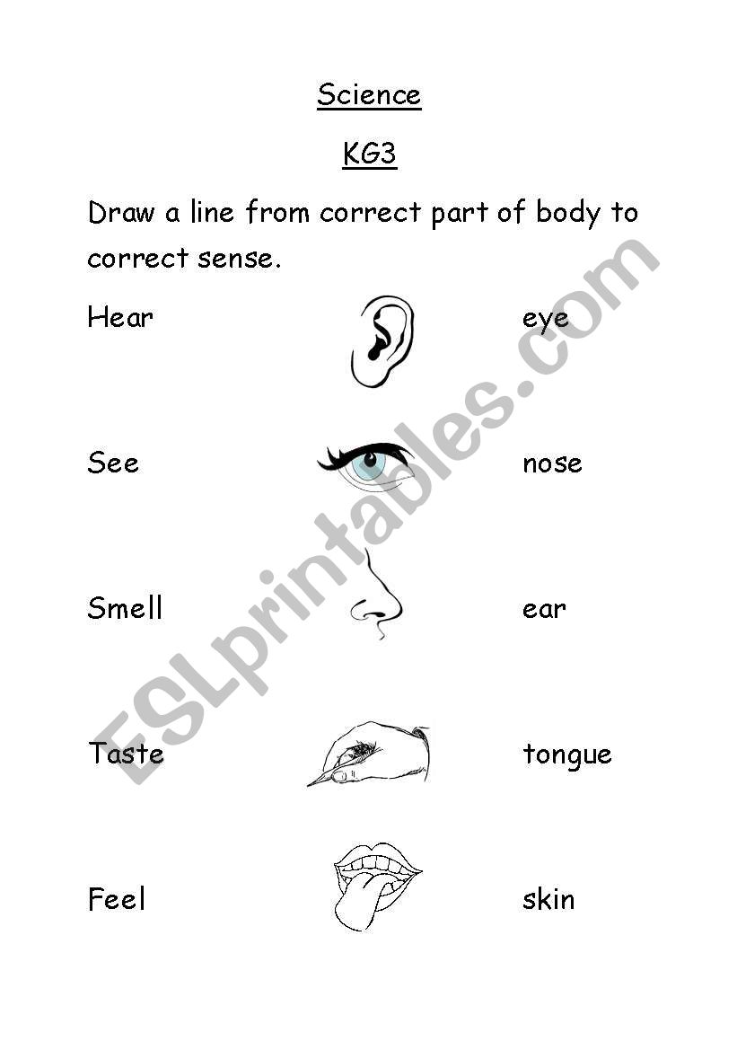 our senses worksheet