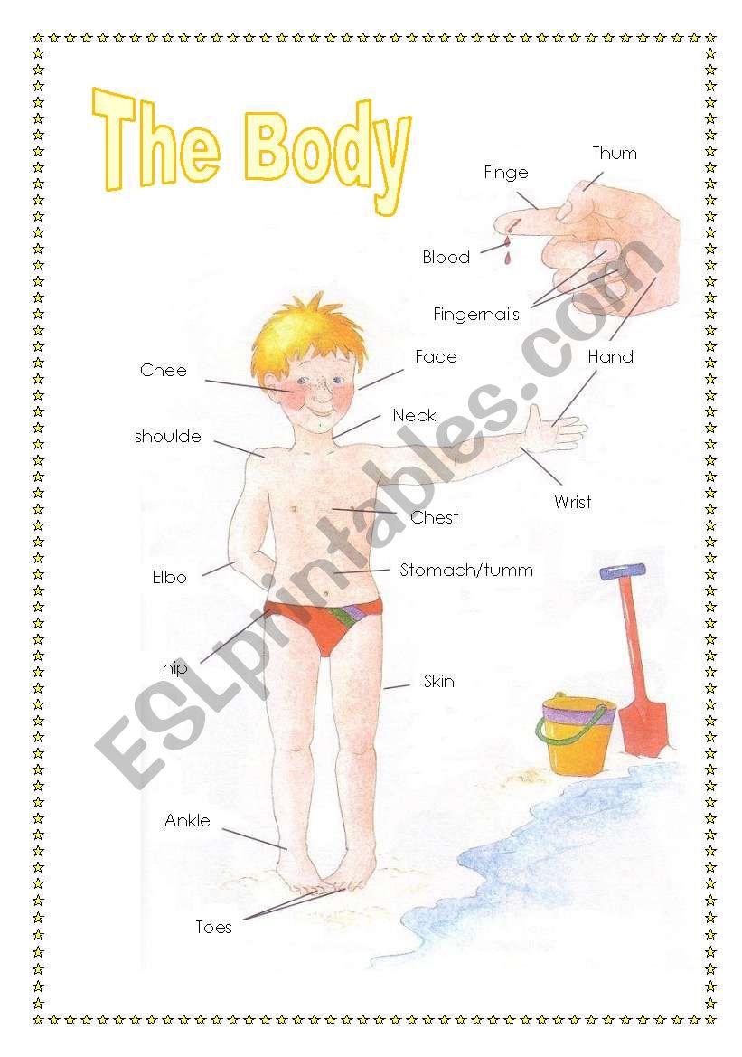 the body (2sheets) worksheet