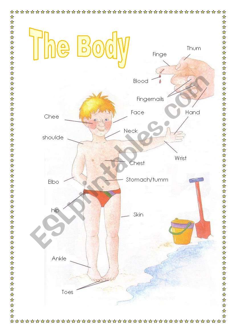 the body (2sheets) worksheet